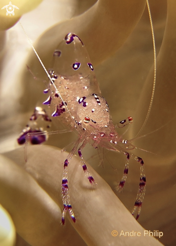 A Anemone Shrimp