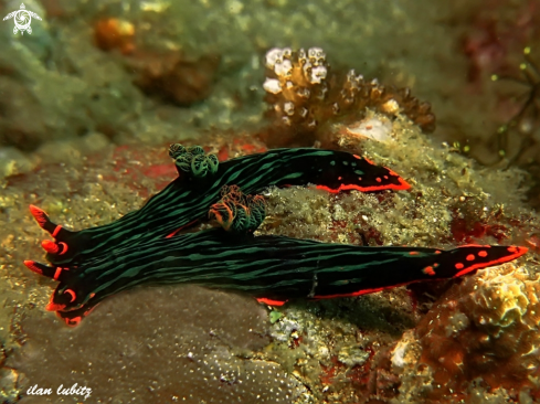 A Nembrotha kubaryana | nudibranch