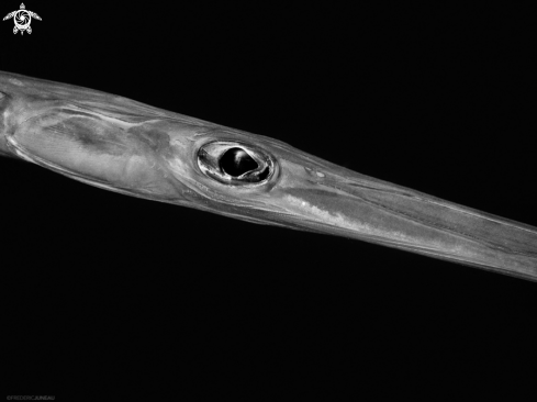 A Cornetfish