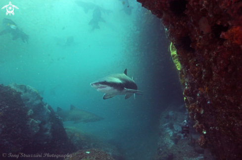 A Grey Nurse Shark (Sand Tiger, Ragged Tooth)