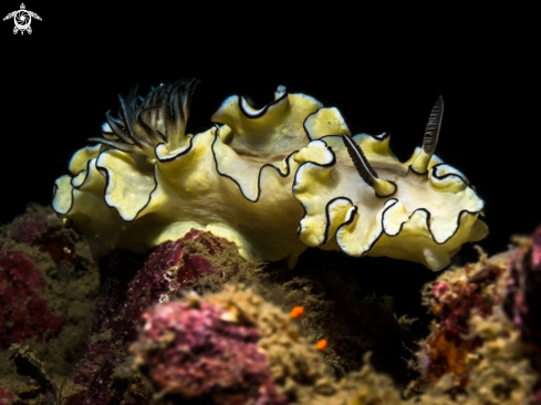 A Nudibranch