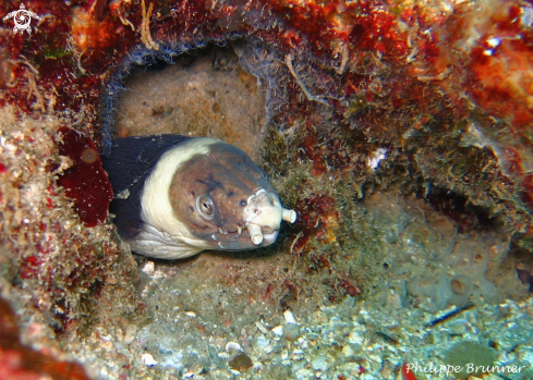 A Moray