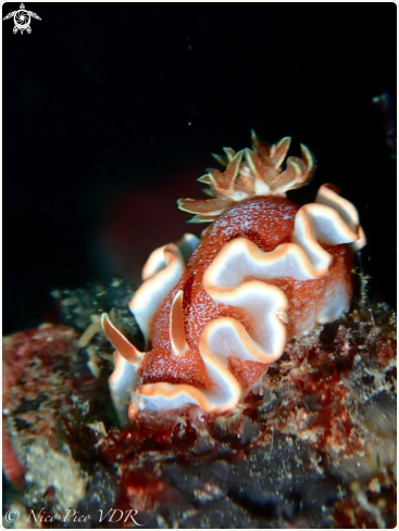 A Nudibranch