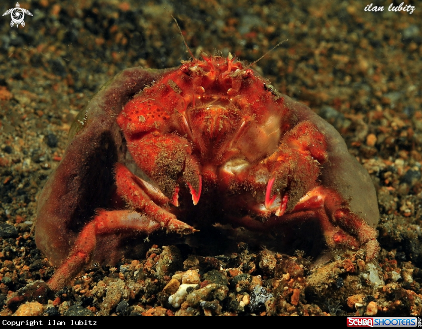 A sponge crab