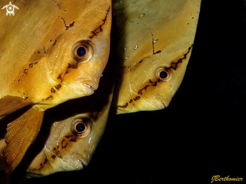 A Orbicularis batfishes | Juveniles Orbicularis batfishes