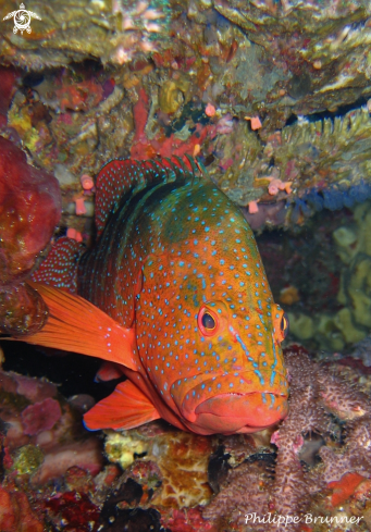 A Grouper