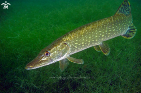 A Esox lucius | Esox lucius