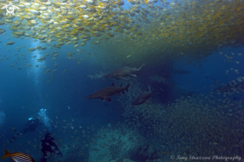 A Grey Nurse Shark (Sand Tiger, Ragged Tooth)