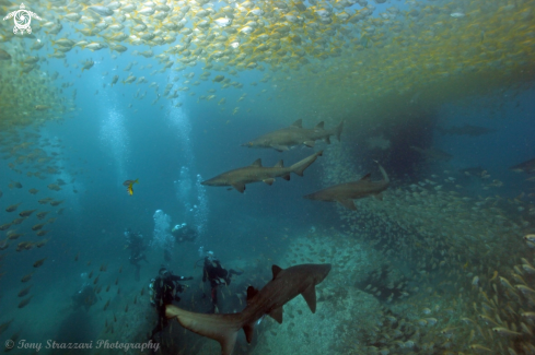 A Grey Nurse Shark (Sand Tiger, Ragged Tooth)