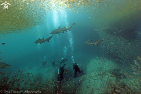 A Grey Nurse Shark (Sand Tiger, Ragged Tooth)