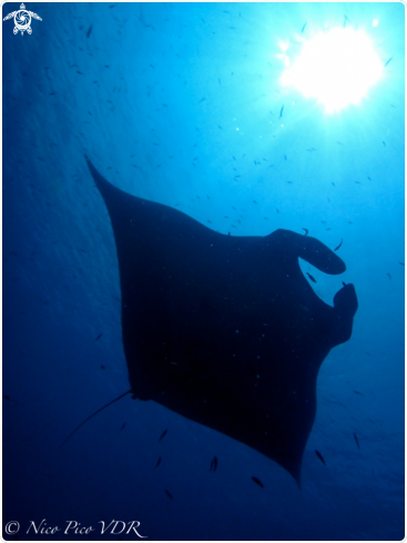 A Manta ray