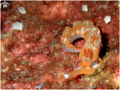 A Nudibranch