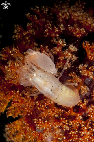 A Soft Coral Snapping Shrimp