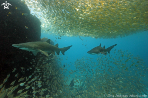 A Grey Nurse Shark (Sand Tiger, Ragged Tooth)