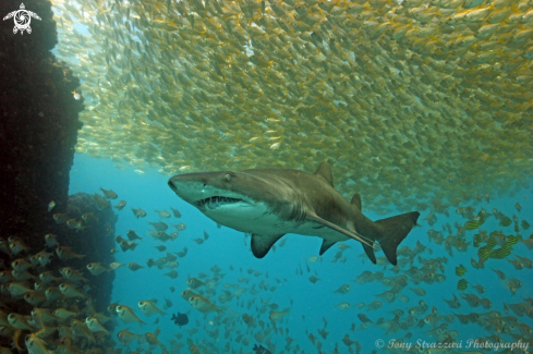 A Grey Nurse Shark (Sand Tiger, Ragged Tooth)