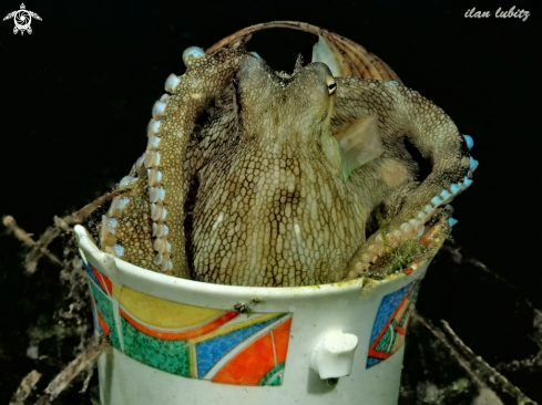 A Octopus marginatus | Octopus