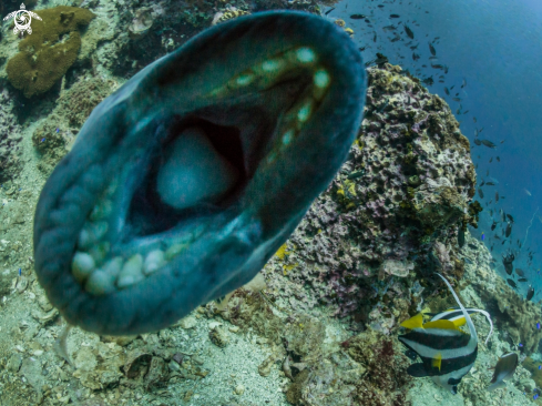 A Balistoides viridescens | Titan Triggerfish