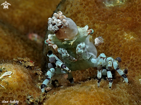 A decorator crab