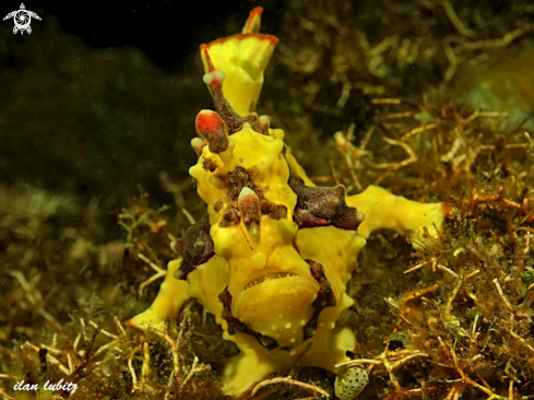 A Antennarius maculatus | frogfish