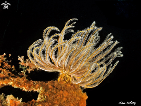 A feather star