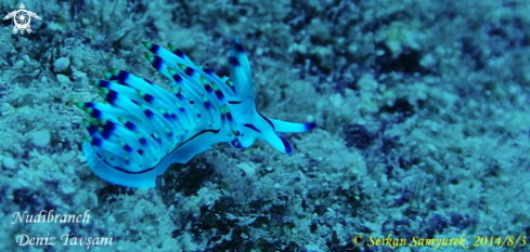 A Nudibranch | Nudibranch