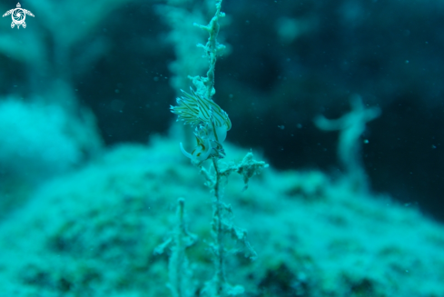 A Nudibranch