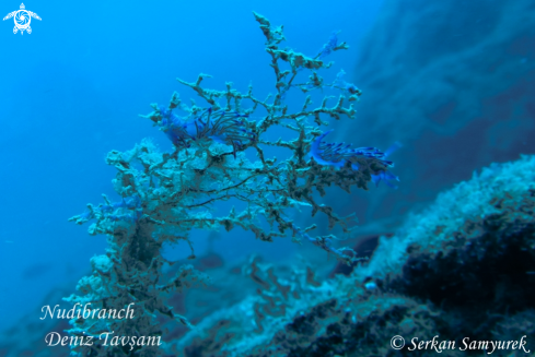 A Nudibranch