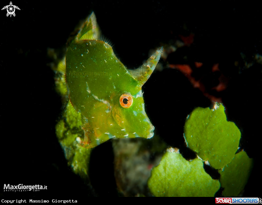 A filefish green