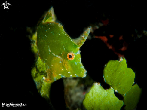 A filefish green