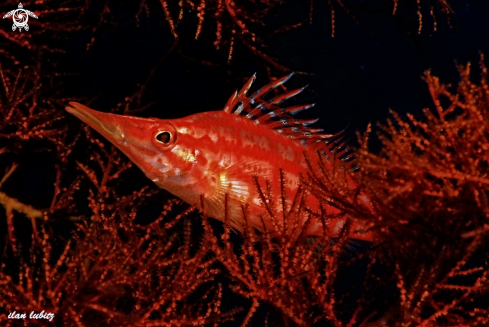 A Longnose Hawkfish