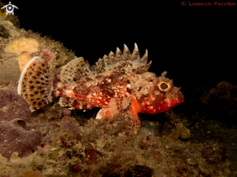 A Scorpaena scrofa | Scarpena