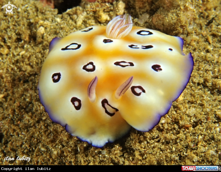 A nudibranch