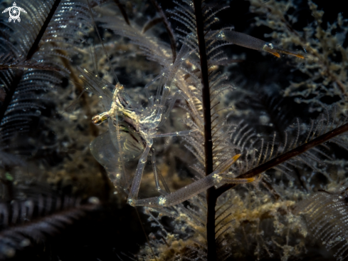 A Cuapetes grandis | Black and Silver Cuapetes Shrimp