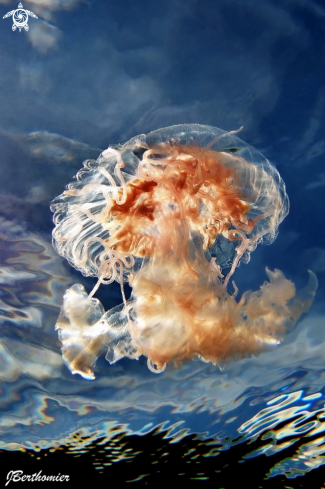 A JELLY FISH