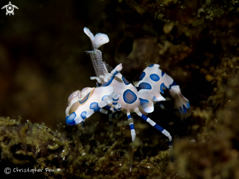 A Hymenocera picta  | Harlequin Shrimp