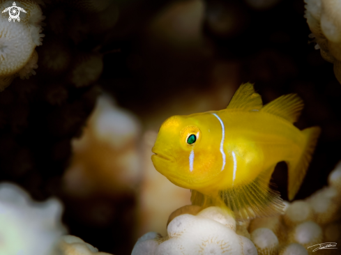 A Gobiodon citrinus | Poison Goby