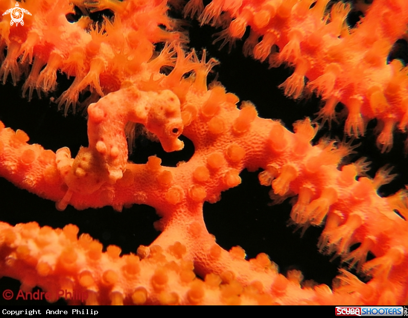 Pygmy Seahorse Denis | Foto von Andre Philip