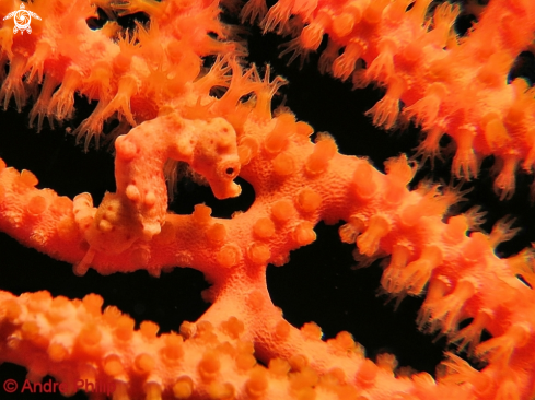 A Pygmy Seahorse Denis