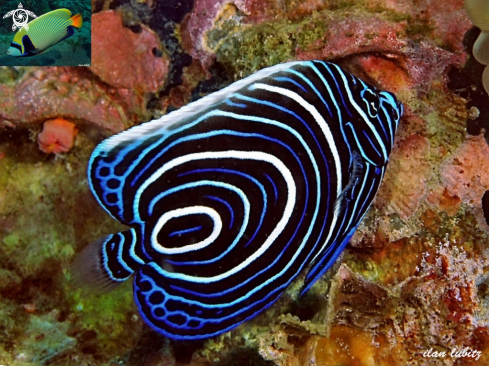 A Juvenile  Emperor anglefish