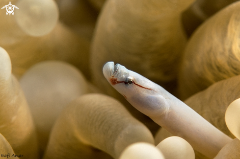 A mushroom coral pipefish.