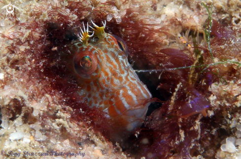 A Horned blenny