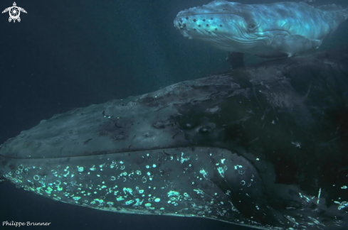 A Humpback whale