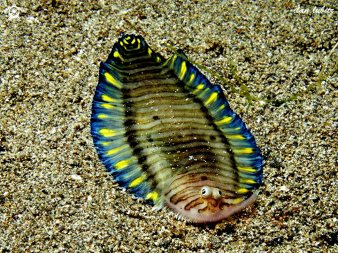 A sole fish