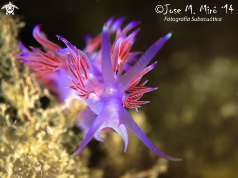 A Flabellina Affinis | Flabellina