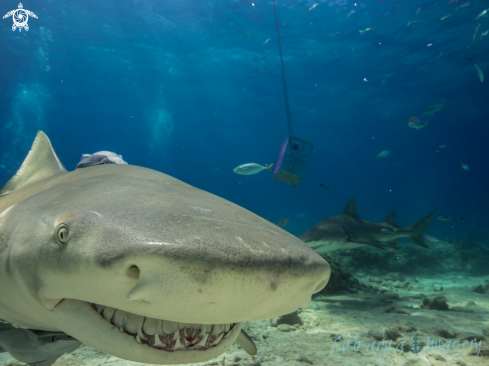 A Lemon Shark