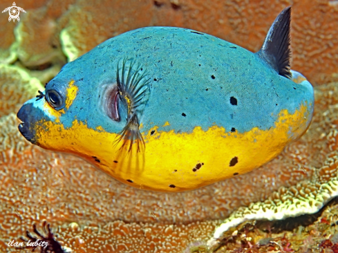 A Arothron nigropunctatus | reef fish