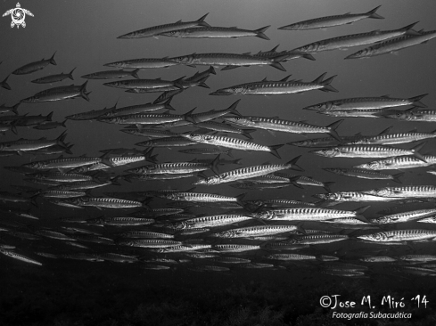 A Barracuda