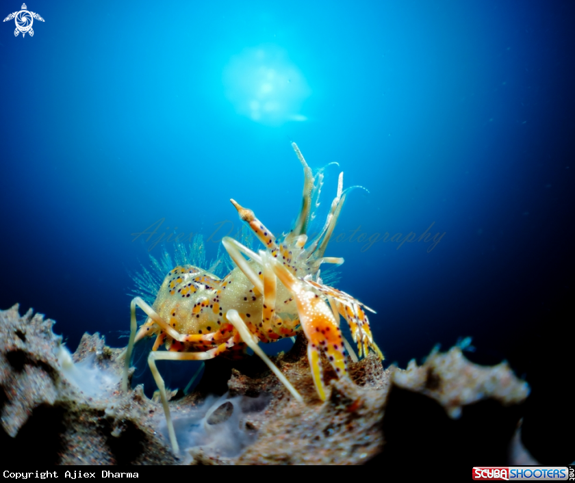 A tiger shrimp 