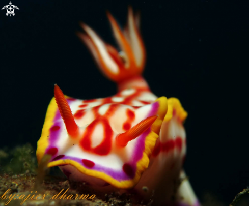 A hypselodoris kaname 