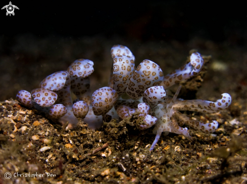 A Solar powered nudibranch 